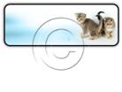 Presentationpro.com Powerpoint Products and Services