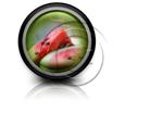 Presentationpro.com Powerpoint Products and Services