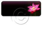 Presentationpro.com Powerpoint Products and Services