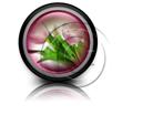Presentationpro.com Powerpoint Products and Services