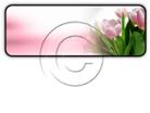 Presentationpro.com Powerpoint Products and Services