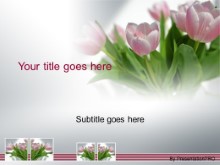 Presentationpro.com Powerpoint Products and Services