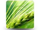 Grass 01 Square PPT PowerPoint Image Picture