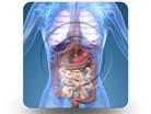 Anatomy Organs 01 Square PPT PowerPoint Image Picture