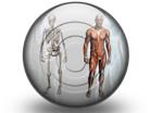 Download male anatomy s PowerPoint Icon and other software plugins for Microsoft PowerPoint