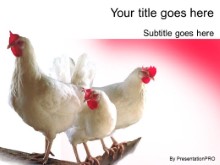 Download chickens PowerPoint Template and other software plugins for Microsoft PowerPoint