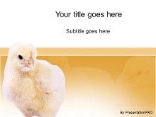 Download chicks PowerPoint Template and other software plugins for Microsoft PowerPoint