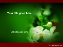 Download white orchids PowerPoint Template and other software plugins for Microsoft PowerPoint