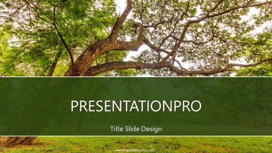Old Birch Tree Widescreen PowerPoint Template title slide design