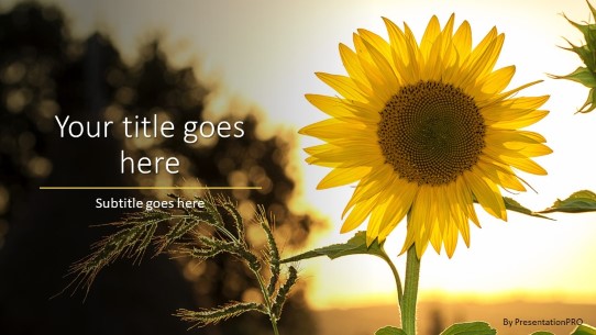 Sun Flower Bloom Widescreen PowerPoint Template title slide design