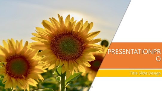 Sun Flower Widescreen PowerPoint Template title slide design