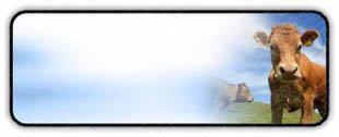 Presentationpro.com Powerpoint Products and Services