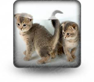 Download sth kittens b PowerPoint Icon and other software plugins for Microsoft PowerPoint