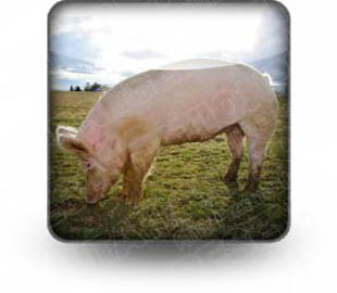 Download pig_oink_b PowerPoint Icon and other software plugins for Microsoft PowerPoint