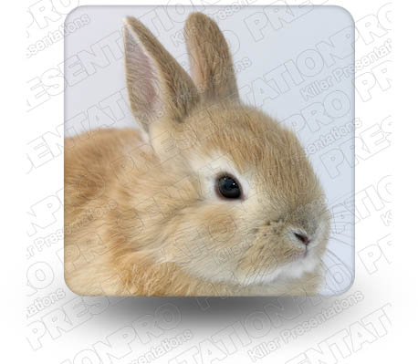 Bunny 02 Square PPT PowerPoint Image Picture