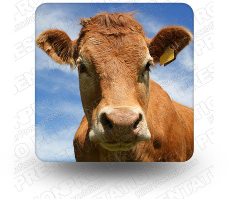 Cattle 01 Square PPT PowerPoint Image Picture