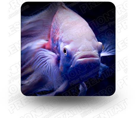 Fish Square PPT PowerPoint Image Picture