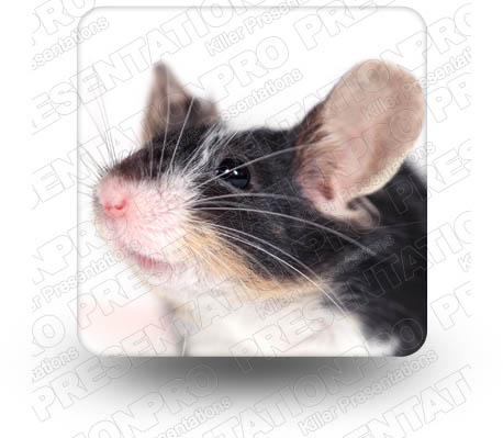 Mouse 02 Square PPT PowerPoint Image Picture