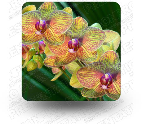 Orchids 01 Square PPT PowerPoint Image Picture