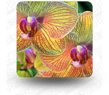 Orchids 02 Square PPT PowerPoint Image Picture