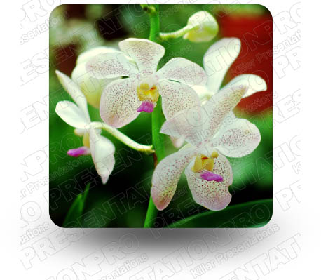 Orchids 03 Square PPT PowerPoint Image Picture