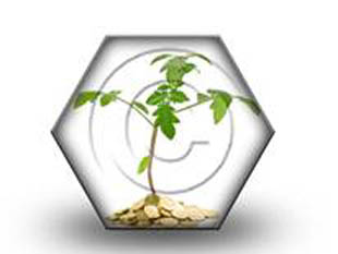 Money Plant HEX PPT PowerPoint Image Picture