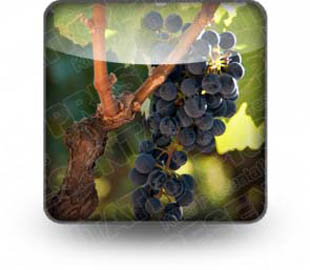 Download grapes_on_vine_b PowerPoint Icon and other software plugins for Microsoft PowerPoint