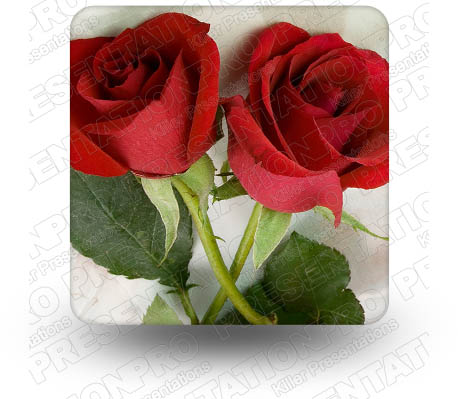 Roses 02 Square PPT PowerPoint Image Picture