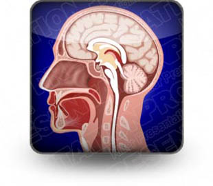 Download anatomy head b PowerPoint Icon and other software plugins for Microsoft PowerPoint