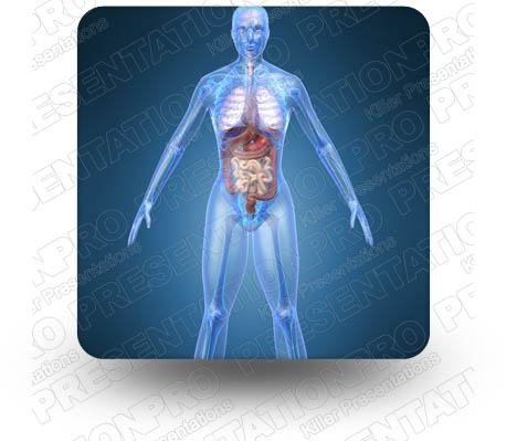 Anatomy Organs 02 Square PPT PowerPoint Image Picture