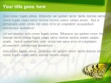 Celadon Butterfly PowerPoint Template text slide design