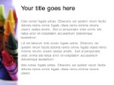 Presentationpro.com Powerpoint Products and Services