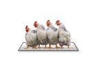 PowerPoint Image - 3D Chickens Square