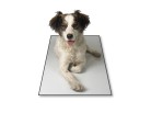 PowerPoint Image - 3D Dog Square