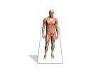 PowerPoint Image - 3D Muscle Exposed Square