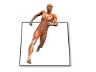 PowerPoint Image - 3D Running Man Muscle Square