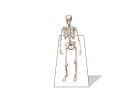 PowerPoint Image - 3D Skeleton Square