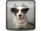 Download puppy 03 b PowerPoint Icon and other software plugins for Microsoft PowerPoint