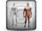 Download male anatomy b PowerPoint Icon and other software plugins for Microsoft PowerPoint