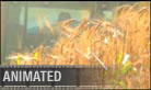 Wheat (silent) - Widescreen PPT PowerPoint Video Animation Movie Clip