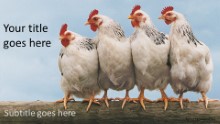 4 Chickens Widescreen PPT PowerPoint Template Background