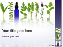 Download herbal medicine therapy PowerPoint Template and other software plugins for Microsoft PowerPoint