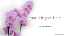 Orchid Flowers Widescreen