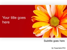 Download daisy flower PowerPoint Template and other software plugins for Microsoft PowerPoint