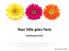 Gerber Daisy Flowers PPT PowerPoint Template Background