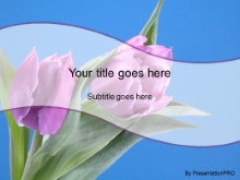 Download spring time tulips PowerPoint Template and other software plugins for Microsoft PowerPoint