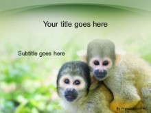 Download squirrel monkeys PowerPoint Template and other software plugins for Microsoft PowerPoint