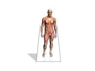 PowerPoint Image - 3D Muscle Exposed Square