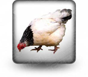 Download chicken b PowerPoint Icon and other software plugins for Microsoft PowerPoint