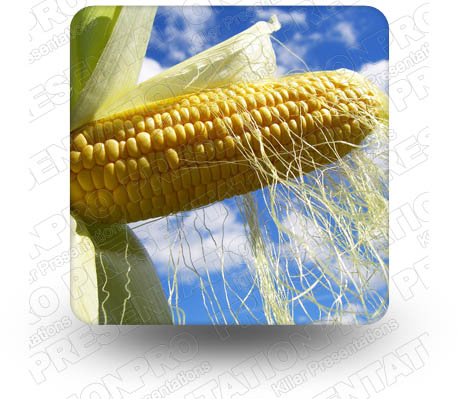 Corn 01 Square PPT PowerPoint Image Picture